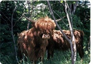 a-wee-bit-cows-300x207-2875014